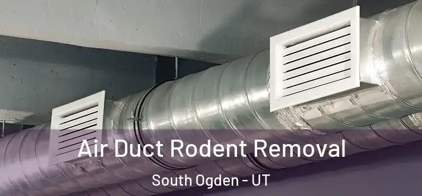 Air Duct Rodent Removal South Ogden - UT